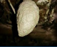 لانه خفاش در دفینه یابی