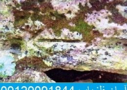 نشانه اخر دفینه