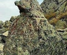 کبک